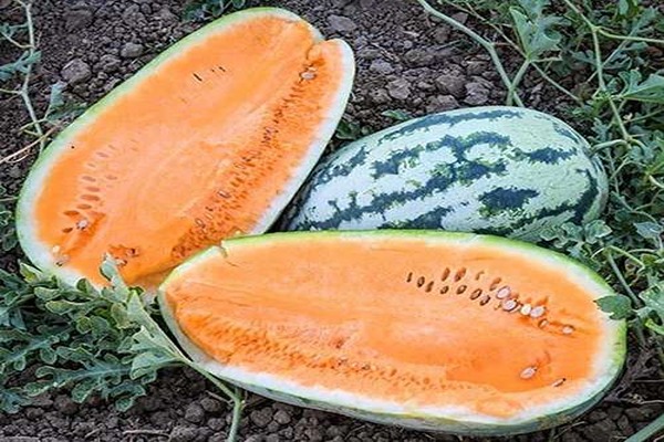 تصویر 5 از قیمت خرید هندوانه بیضی b32 + فروش ویژه